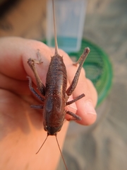 Anabrus simplex