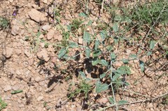 Acleisanthes chenopodioides