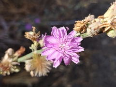 Stephanomeria cichoriacea