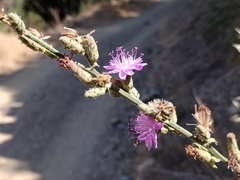 Stephanomeria cichoriacea