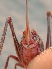 Anabrus simplex