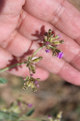Acleisanthes chenopodioides