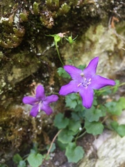 Campanula arvatica