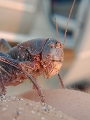 Anabrus simplex