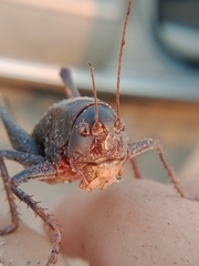 Anabrus simplex