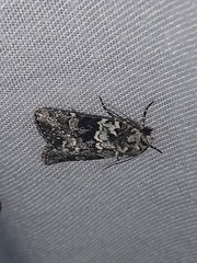 Lacinipolia strigicollis