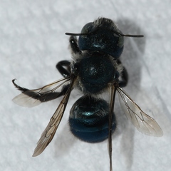 Osmia collinsiae