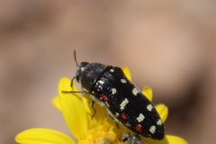 Acmaeodera gibbula