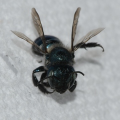 Osmia collinsiae