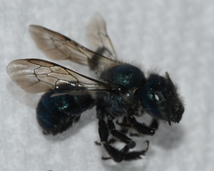 Osmia collinsiae