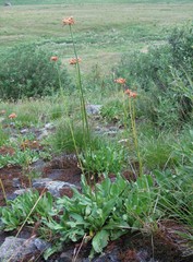 Primula auriculata