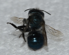 Osmia collinsiae