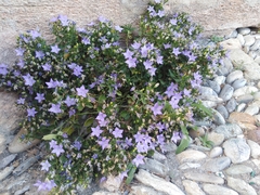 Campanula isophylla