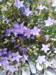 Campanula isophylla
