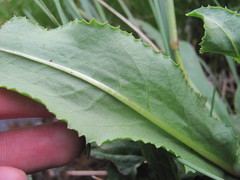Primula auriculata