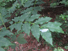 Picrasma quassioides