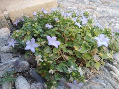 Campanula isophylla