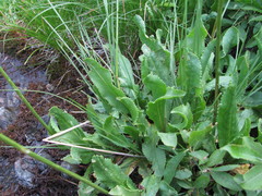 Primula auriculata