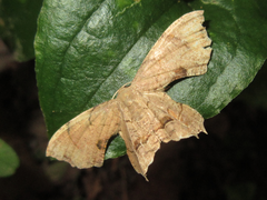 Dysaethria moza