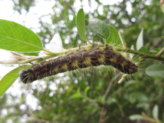 Phalera flavescens