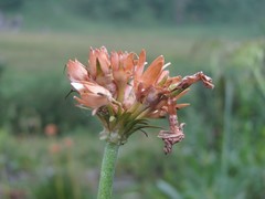 Primula auriculata