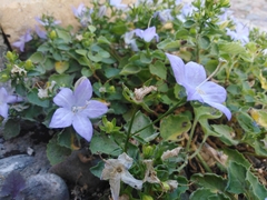 Campanula isophylla