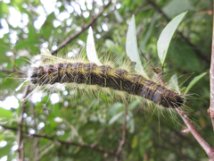 Phalera flavescens