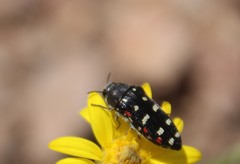 Acmaeodera gibbula