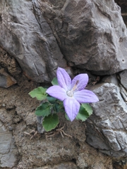 Campanula isophylla