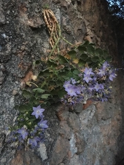 Campanula isophylla