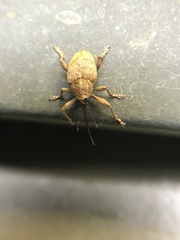 Curculio occidentis