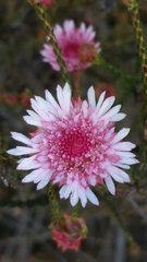 Actinodium cunninghamii