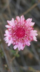 Actinodium cunninghamii