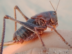 Anabrus simplex