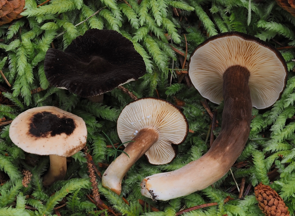 Velvety Milk Cap