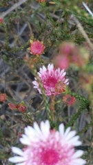 Actinodium cunninghamii