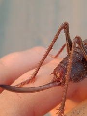 Anabrus simplex