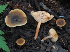 Lactarius occidentalis