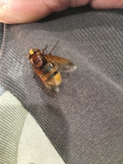 Volucella zonaria