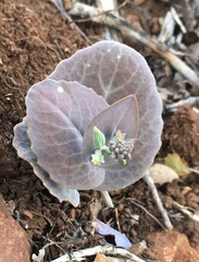 Streptanthus drepanoides