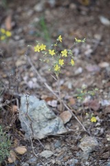 Hesperolinon tehamense