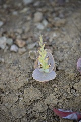 Streptanthus drepanoides