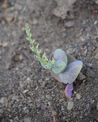 Streptanthus drepanoides