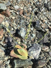 Streptanthus drepanoides