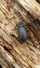 Iphthiminus opacus