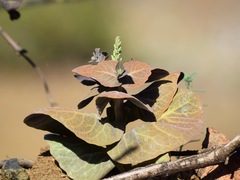 Streptanthus drepanoides