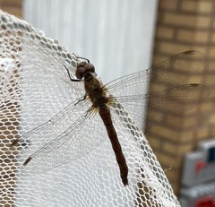 Sympetrum sanguineum