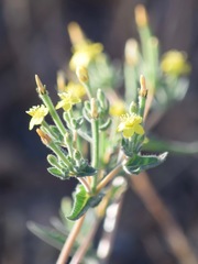 Mentzelia dispersa