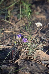 Brodiaea rosea rosea