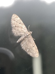 Eupithecia tripunctaria